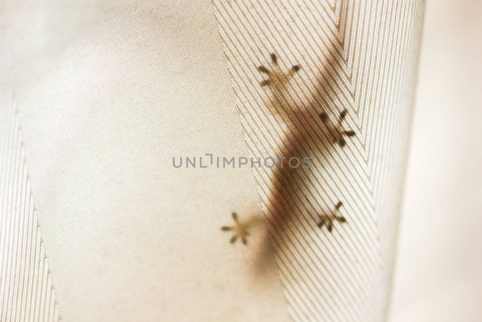 Home lizards hiding behind curtains. Find insects for food. Copy space for text.