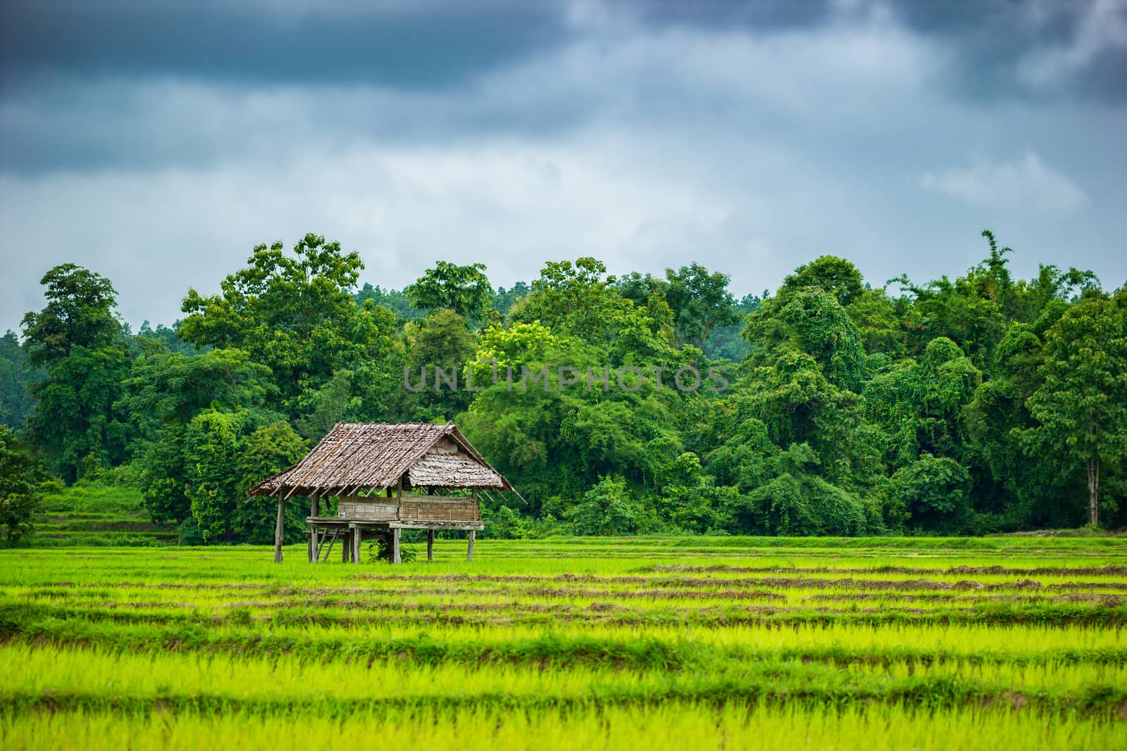 Cottage in the rice fields. Grey overcast sky in the rainy seaso by SaitanSainam