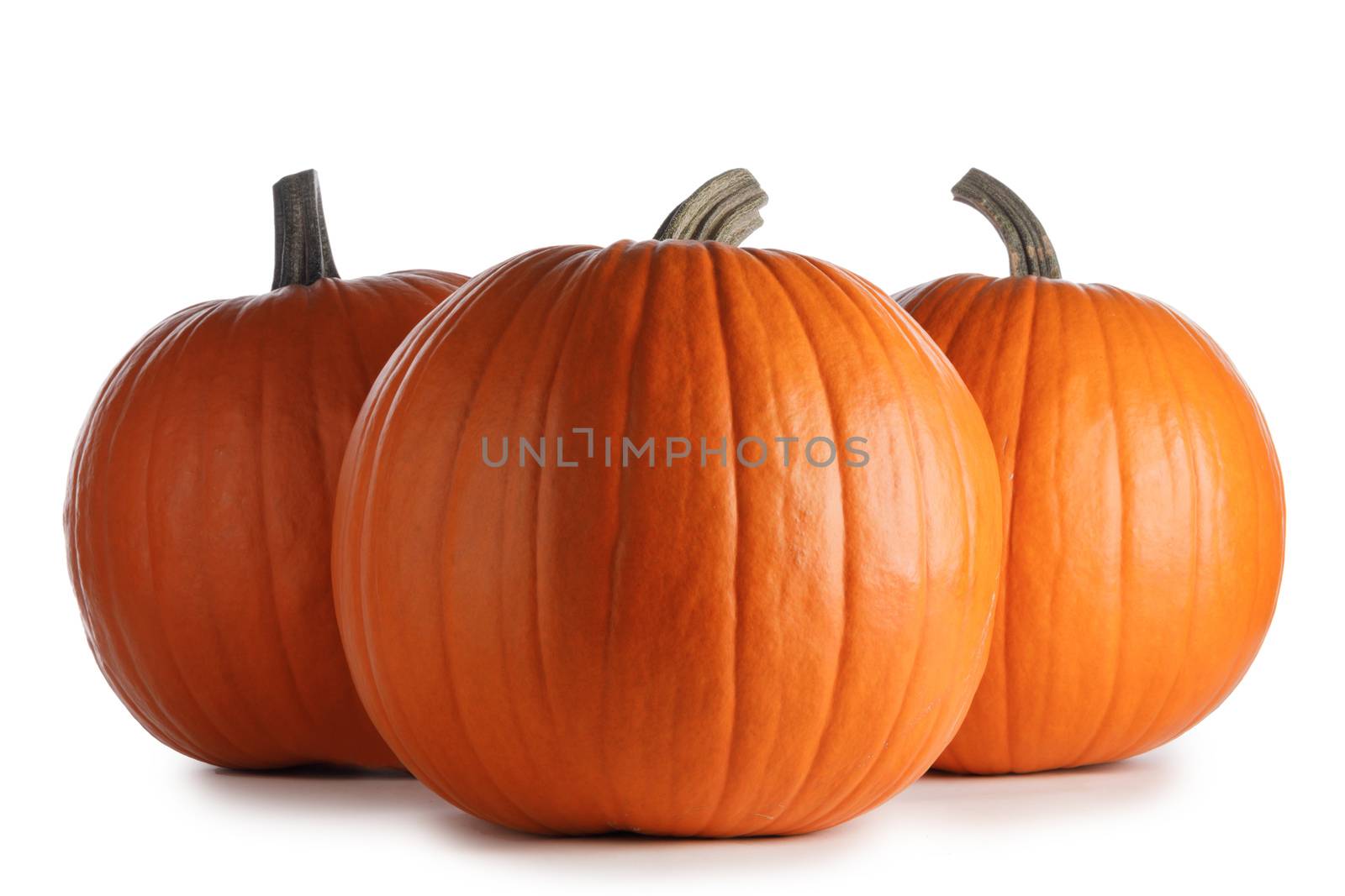 Three autumnal huge pumpkins isolated on white background