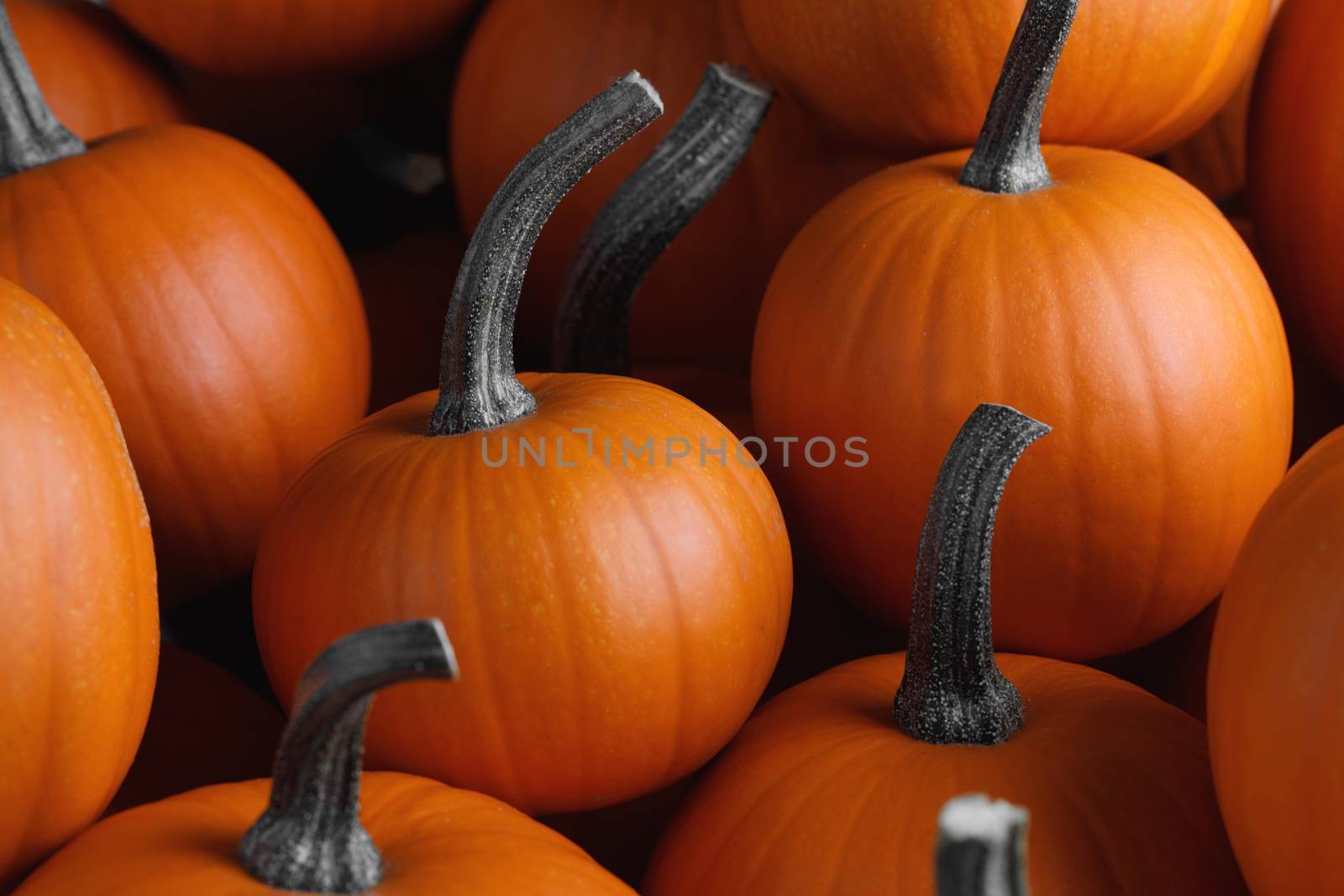 Many orange pumpkins background , Halloween holiday concept