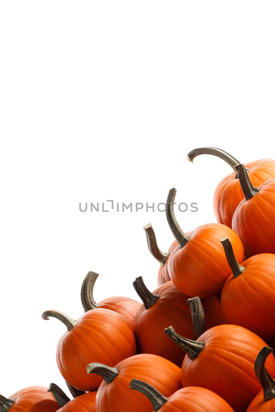 Many orange pumpkins isolated on white background, Halloween concept