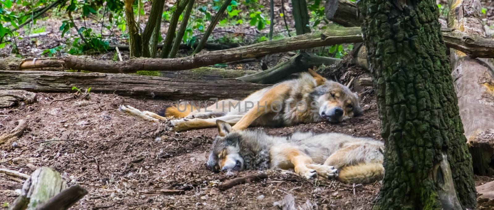 grey wolf couple laying on the ground together in the forest, Wild animal specie from the forests of Eurasia by charlottebleijenberg