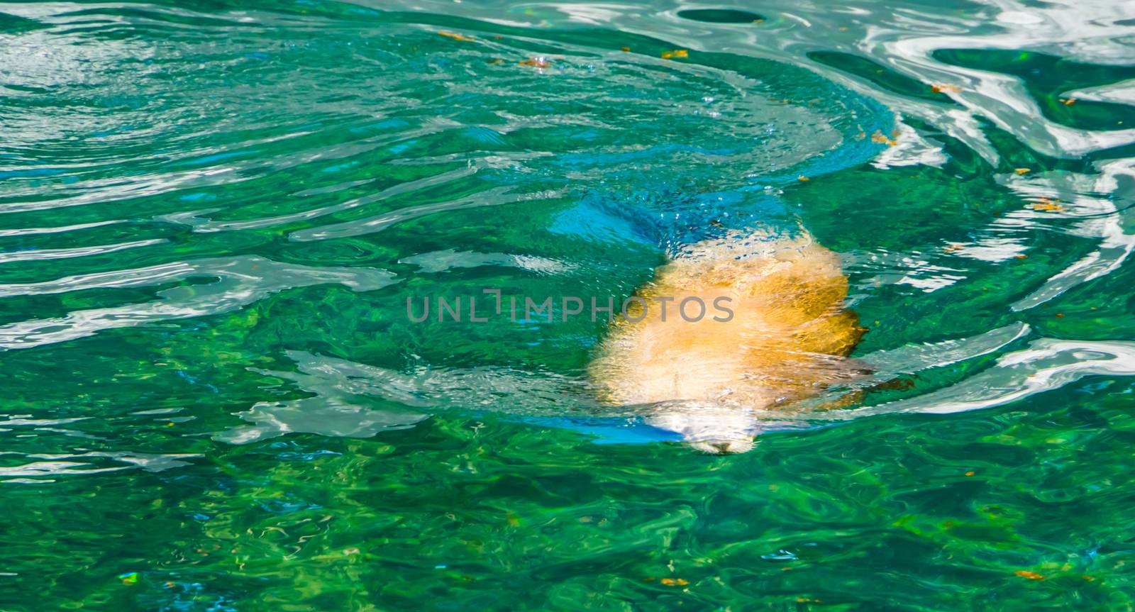 Sea lion swimming under water in closeup, Eared seal specie, marine life animals by charlottebleijenberg