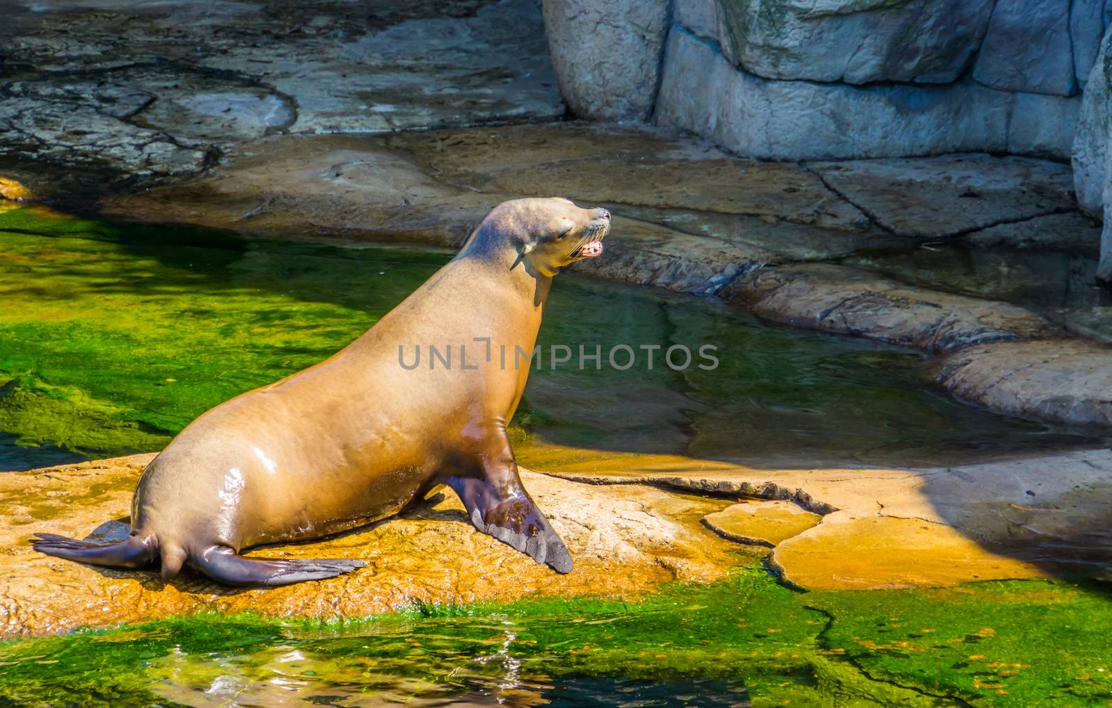 closeup of a beautiful sea lion sitting at the water side, Eared seal specie, Marine life animals by charlottebleijenberg