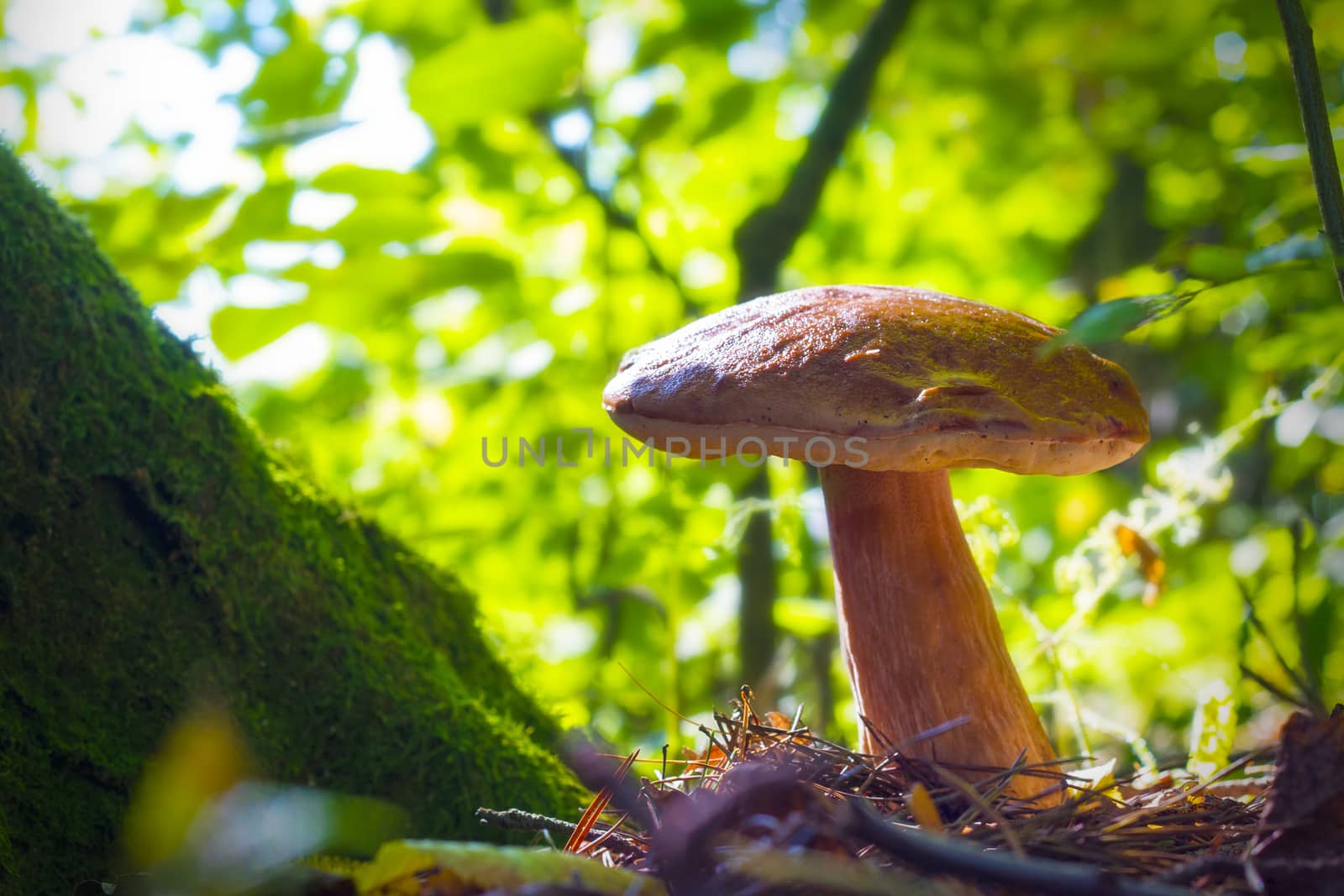 Big cep grows in sunny forest. Natural organic plants and mushroom growing in wood