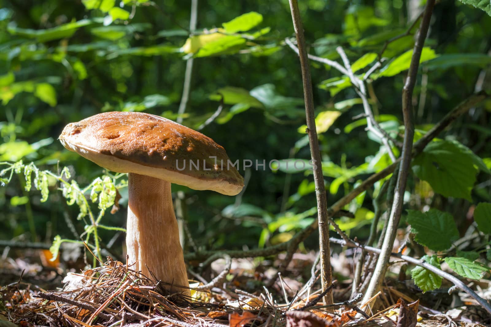 Big cep mushroom in sunny wood. Natural organic plants and bolete growing in wood