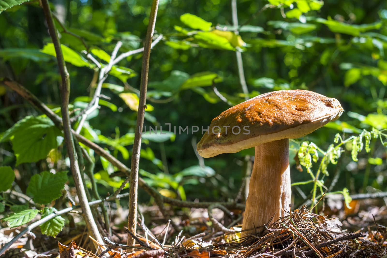Big mushroom grows in sunny wood. Natural organic plants and bolete growing in wood