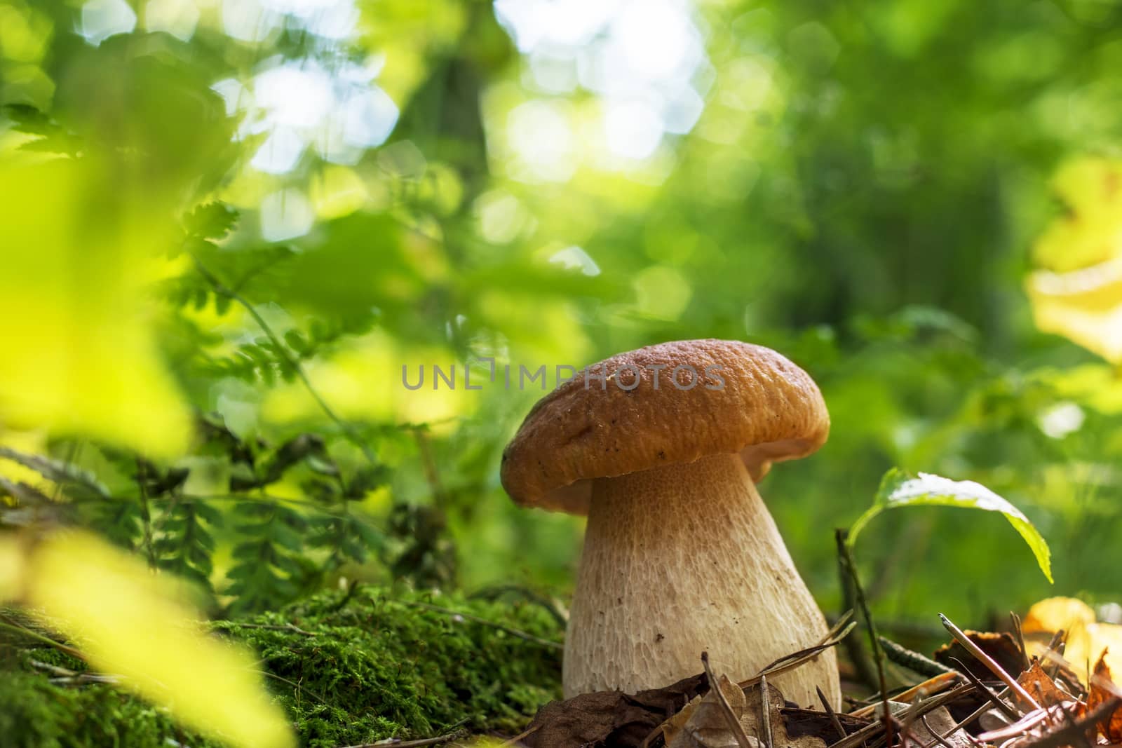 Cep mushroom in sunny forest. Natural organic plants and thick bolete growing in wood