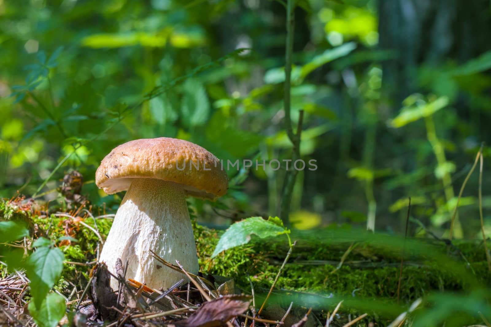 White mushroom in sunny wood. Natural organic plants and thick bolete growing in wood