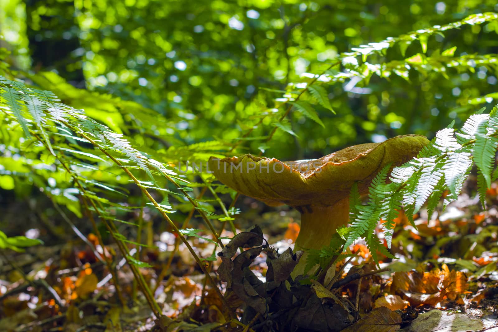Big mushroom grows in ferns. Natural organic plants and cep growing in wood