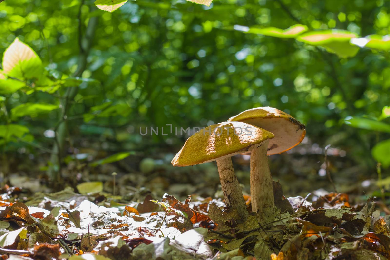 Leccinum in deciduous forest. Natural organic plants and mushroom growing in wood