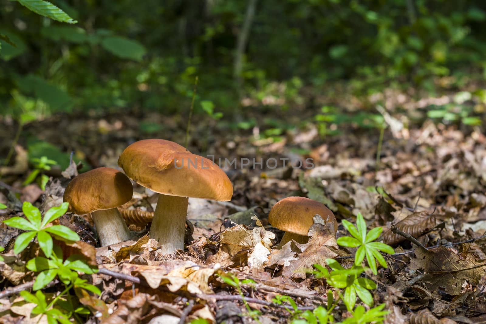Three ceps mushrooms in deciduous forest. Natural organic plants and mushrooms growing in wood