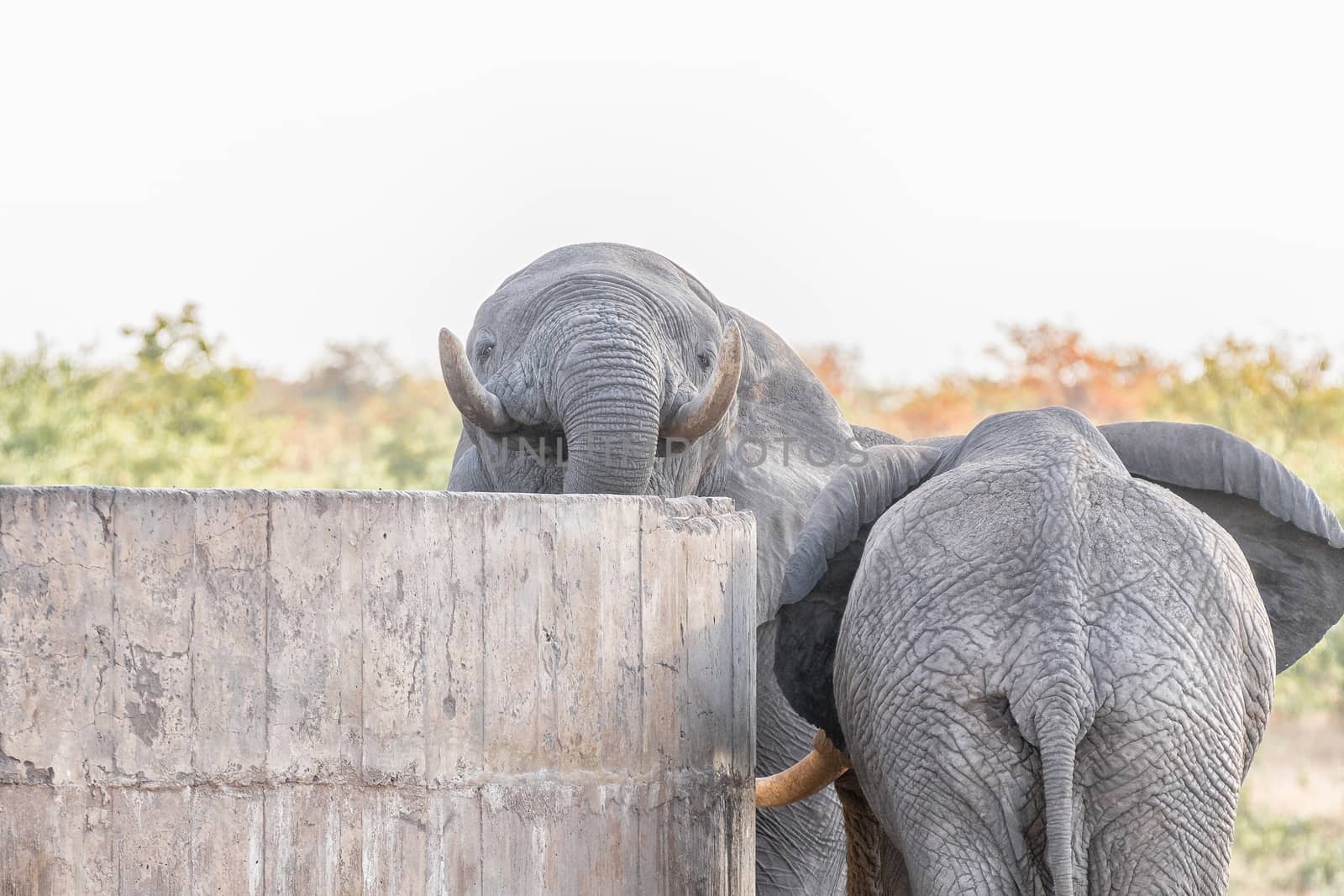 An African elephant, Loxodonta africana, drinking water from a concrete reservoir