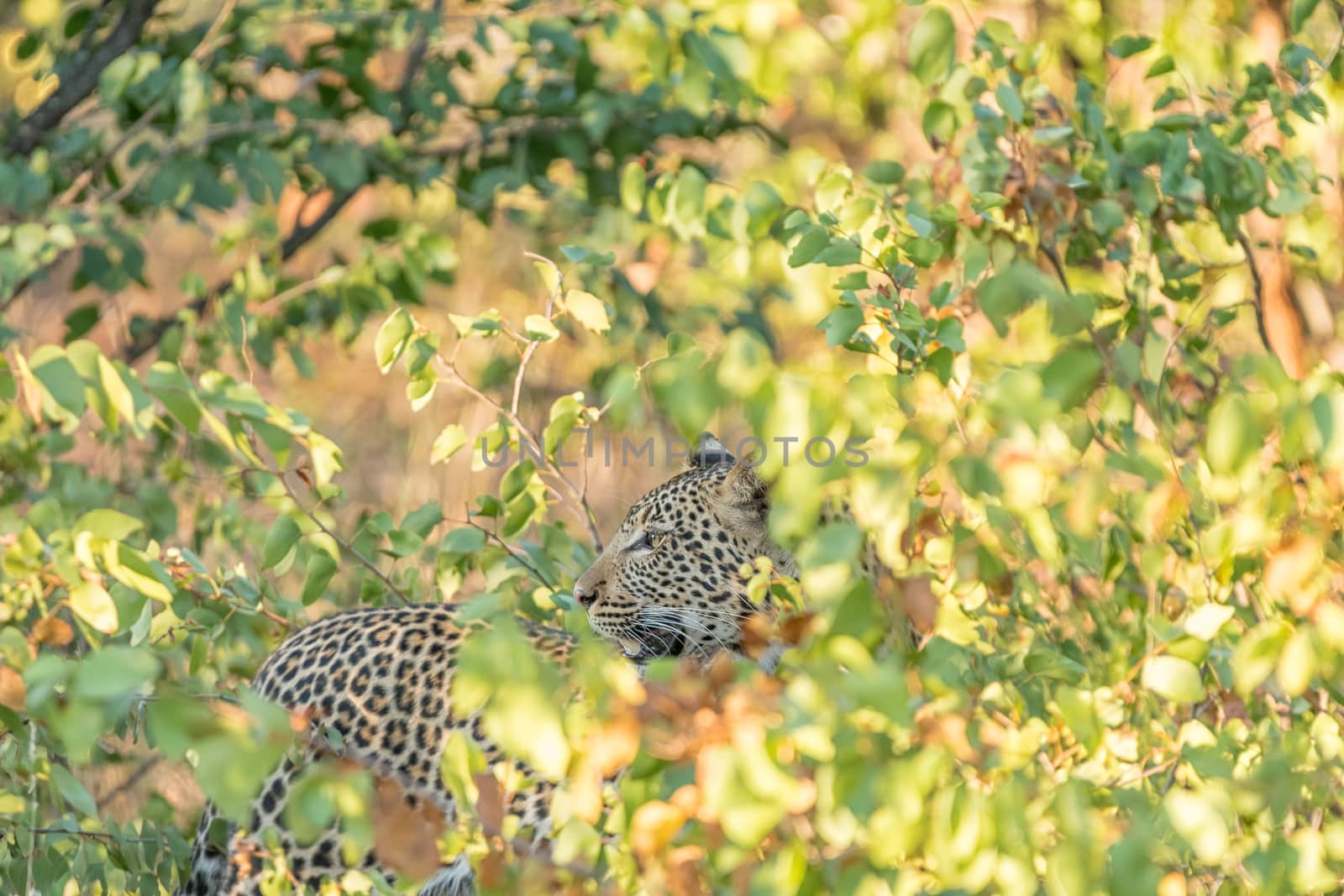 A leopard, Panthera pardus, hiding behind mopani bushes and looking back. Whiskers, eyes and teeth are visible