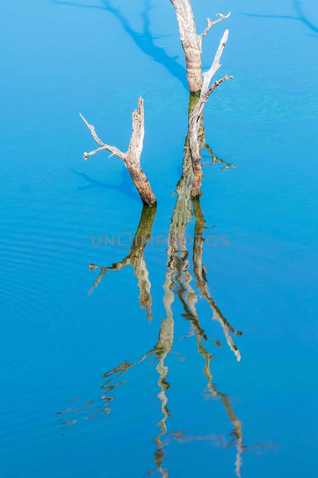 Dead trees, with their reflections visible, in the Pioneer Dam