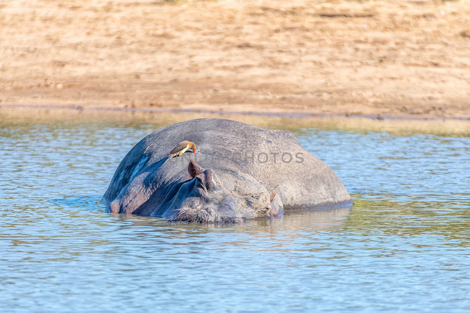 A hippo, Hippopotamus amphibius, sleeping in a pool. A red-billed oxpecker is visible