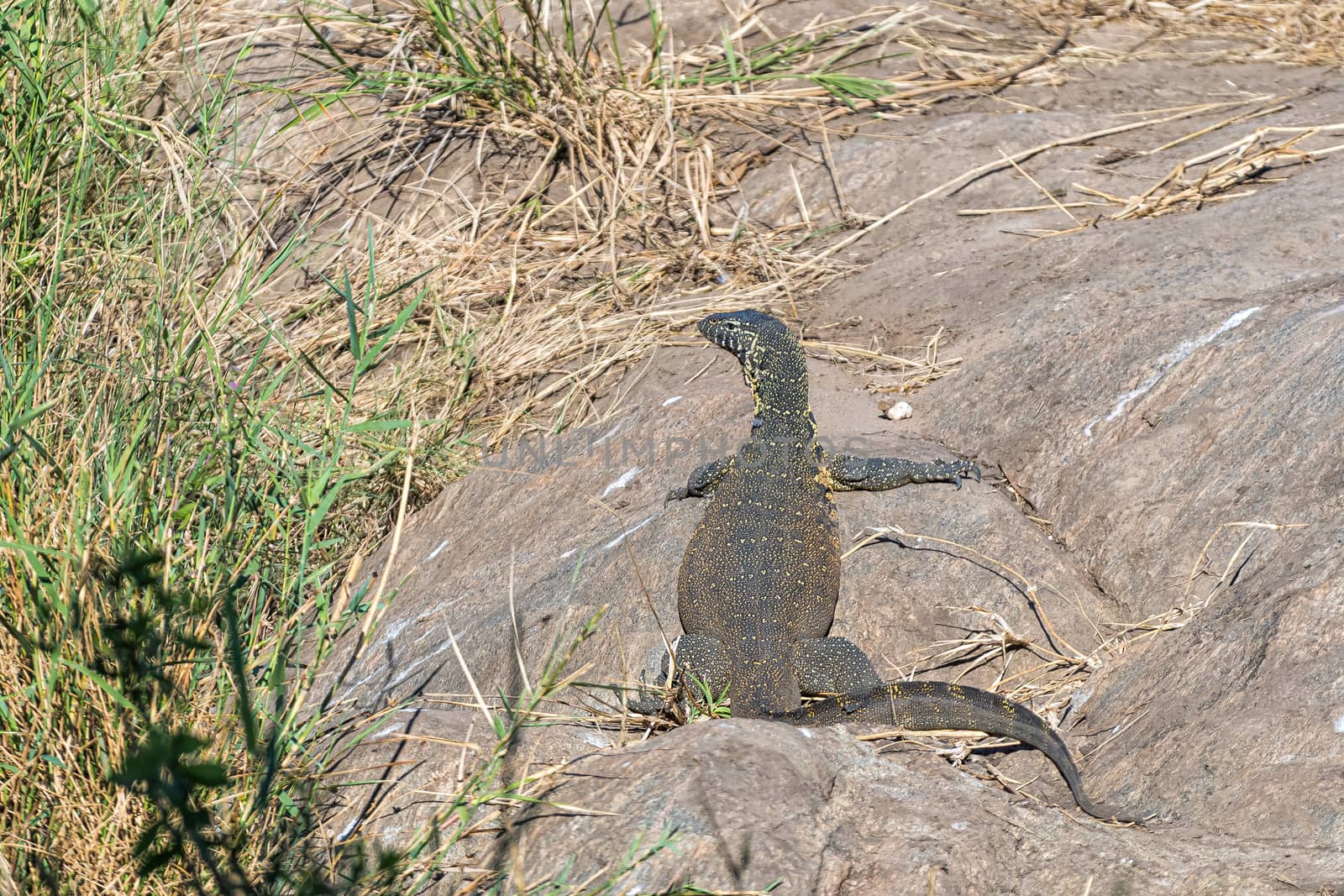 A Water monitor, Varanus niloticus, on a rocky outcrop next to reeds