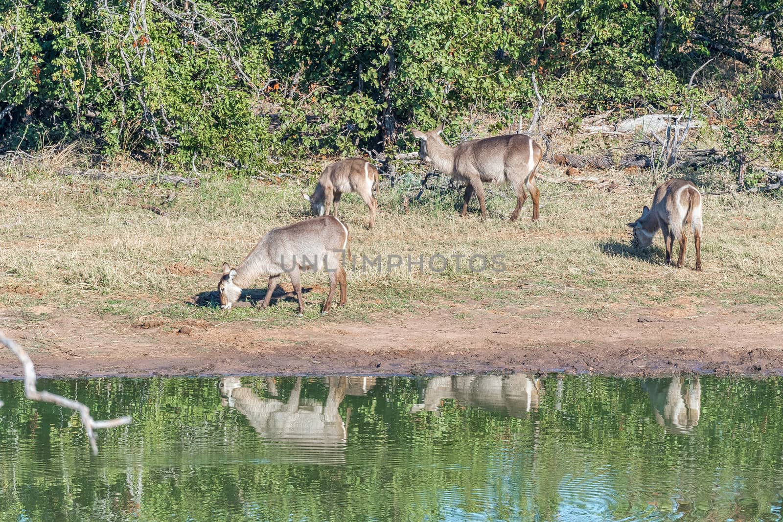 Waterbuck cows and calves grazing next to the Pioneer dam by dpreezg