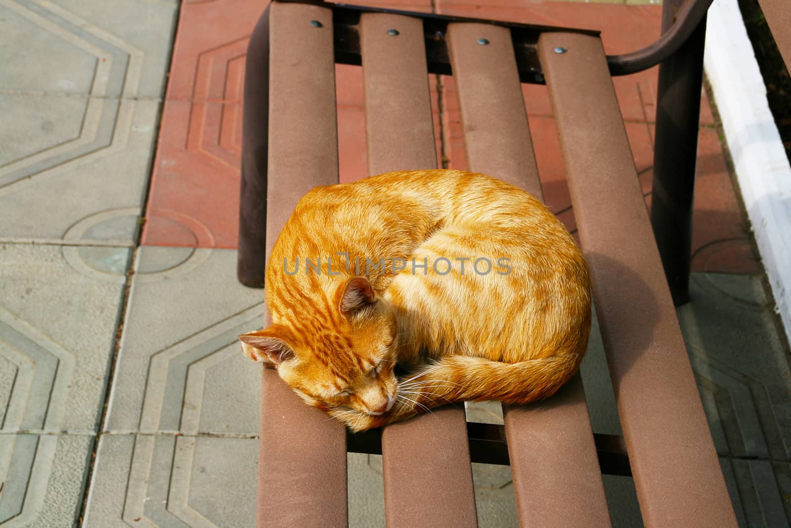 Striped red cat sleeping on a bench. by Igor2006
