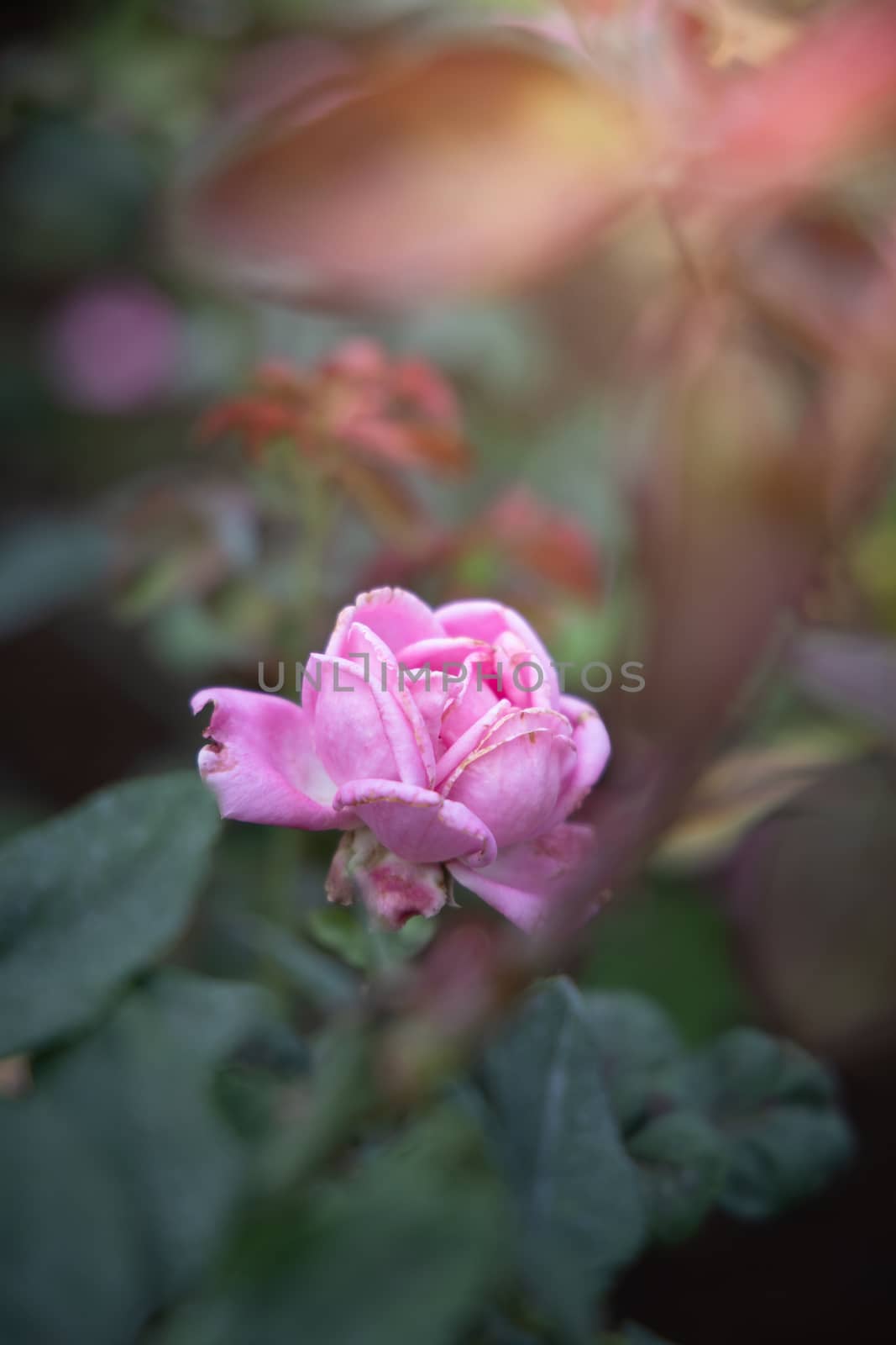 Roses in the garden, Roses are beautiful with a beautiful sunny day.