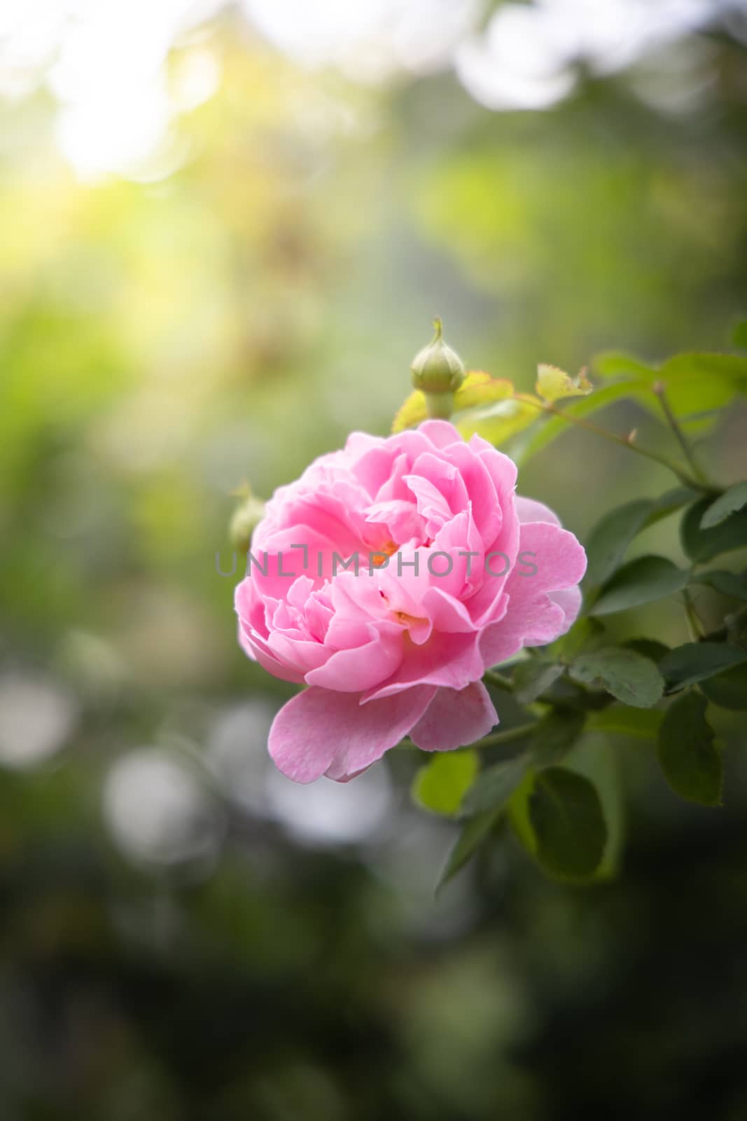 Roses in the garden  by teerawit