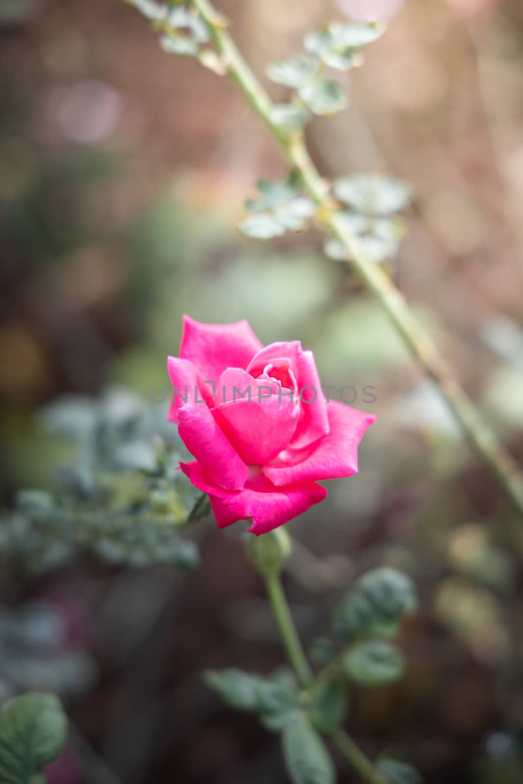 Roses in the garden  by teerawit