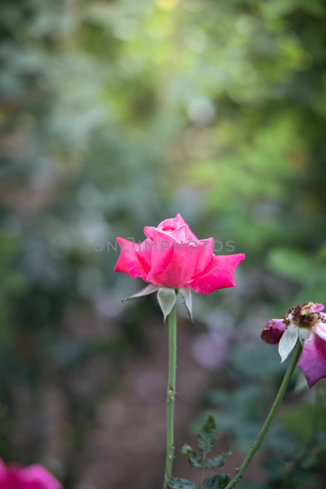 Roses in the garden, Roses are beautiful with a beautiful sunny day.