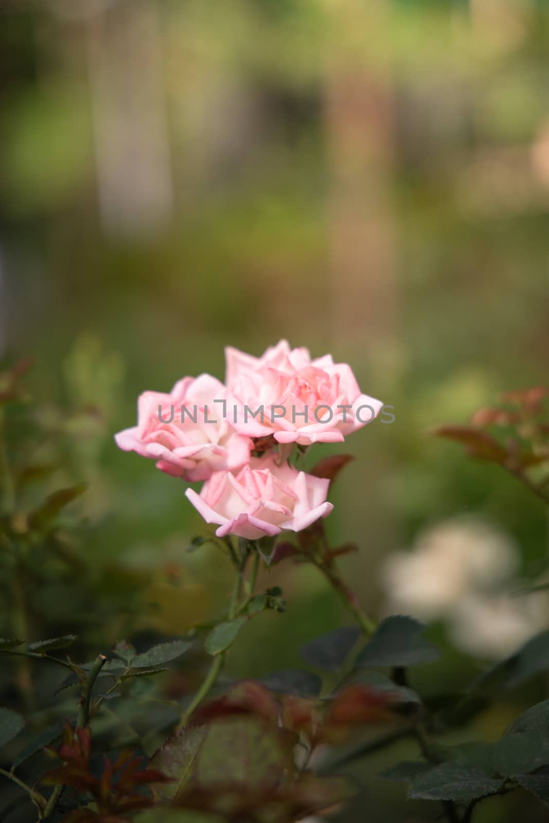 Roses in the garden, Roses are beautiful with a beautiful sunny day.