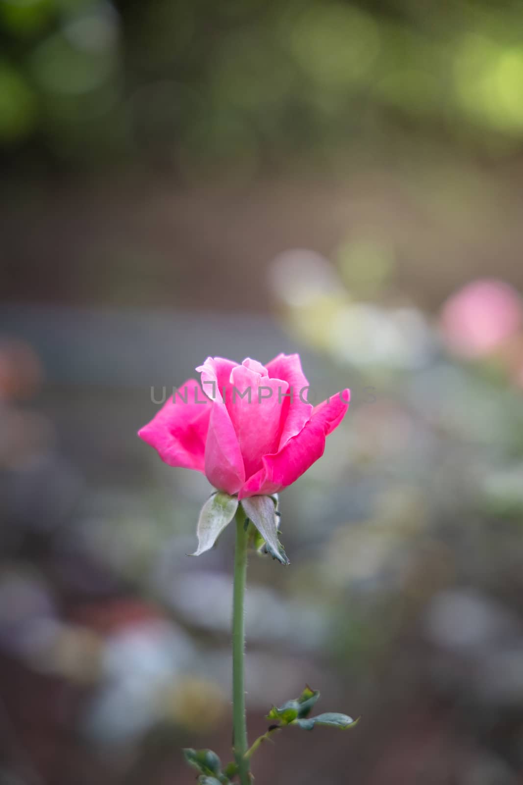 Roses in the garden, Roses are beautiful with a beautiful sunny day.