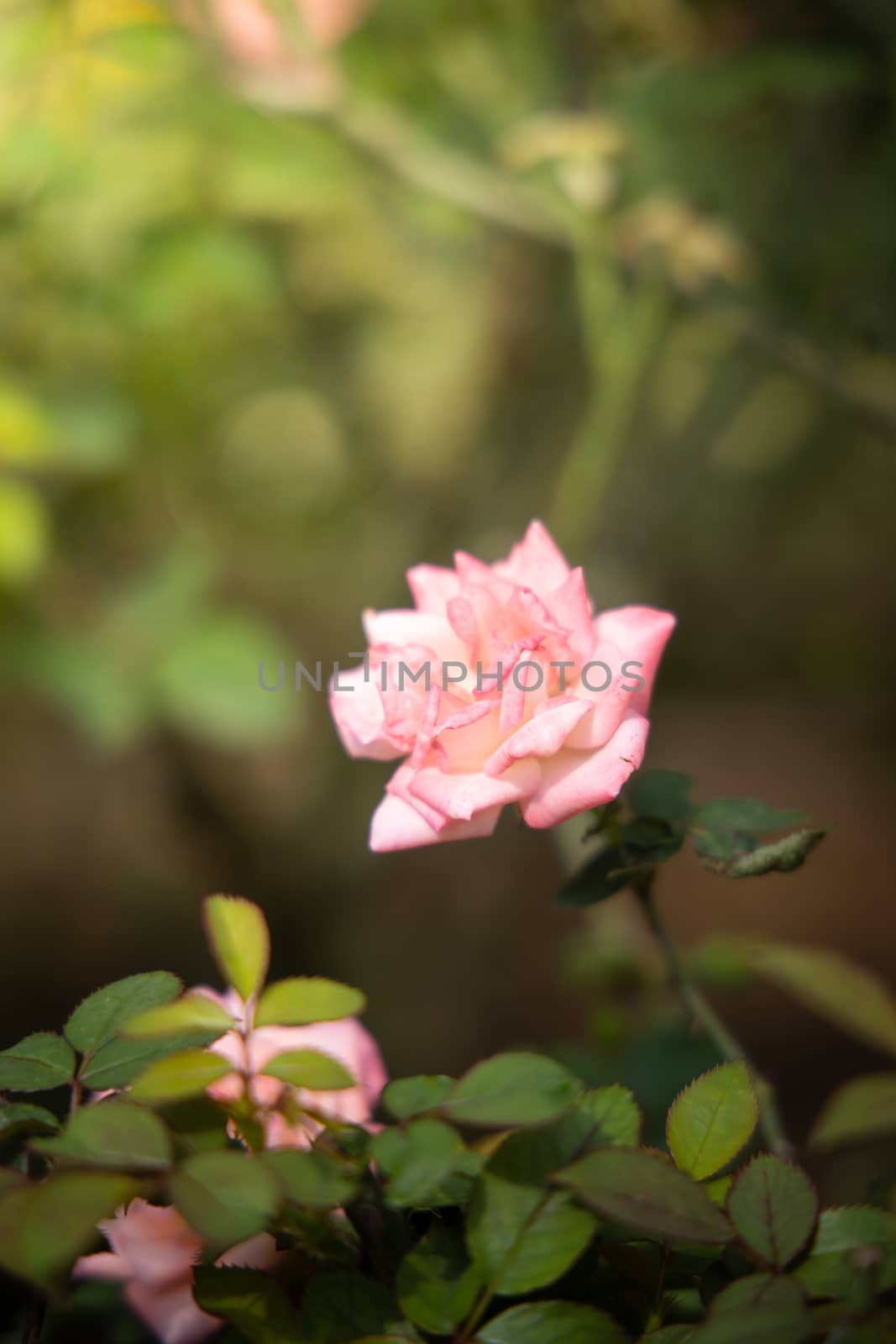 Roses in the garden, Roses are beautiful with a beautiful sunny day.