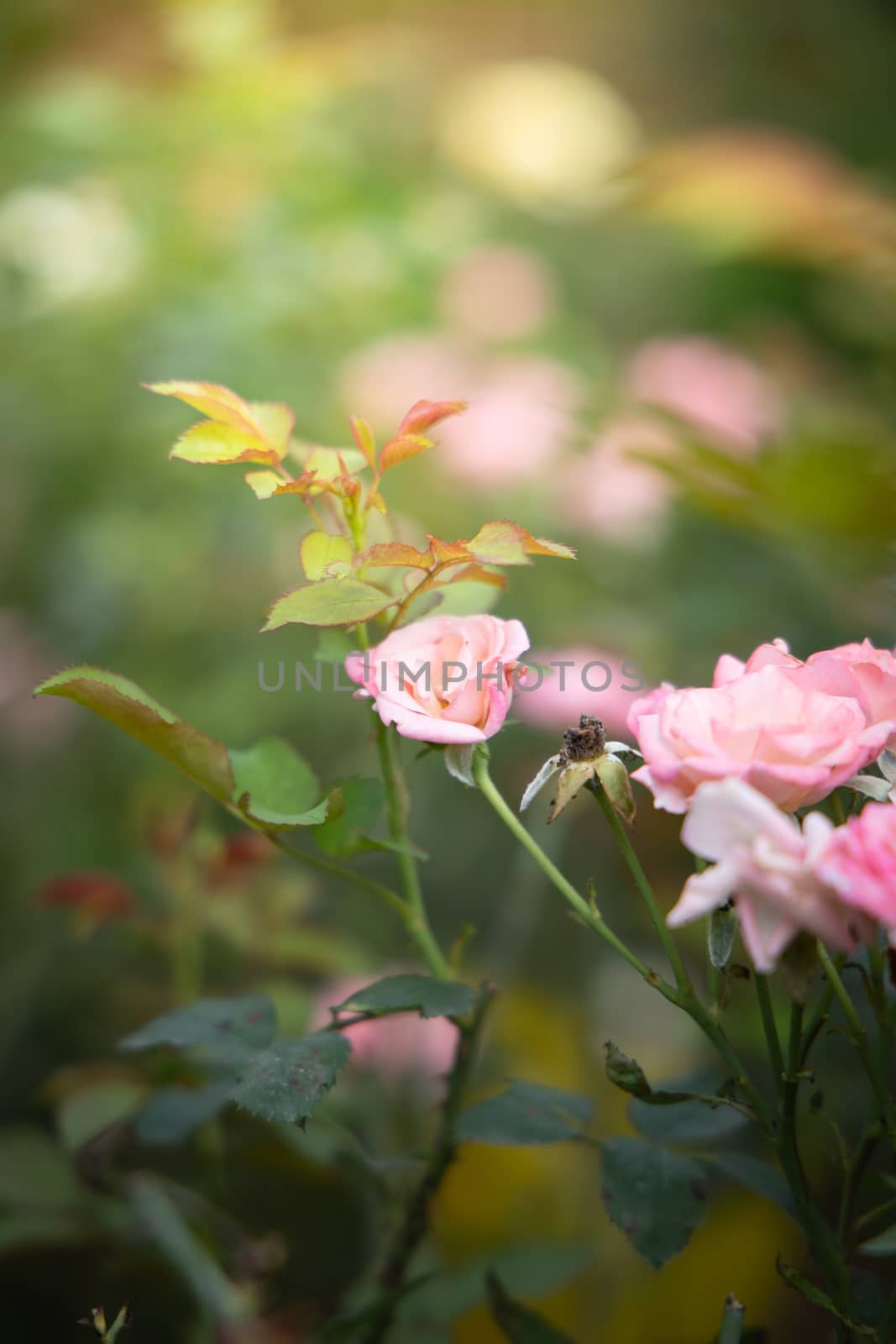 Roses in the garden  by teerawit