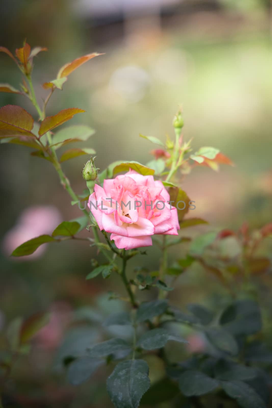 Roses in the garden, Roses are beautiful with a beautiful sunny day.