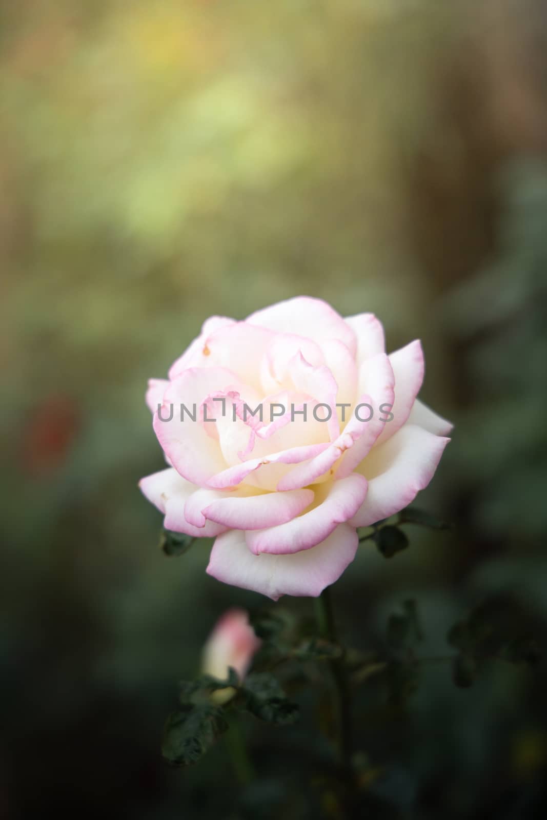 Roses in the garden, Roses are beautiful with a beautiful sunny day.