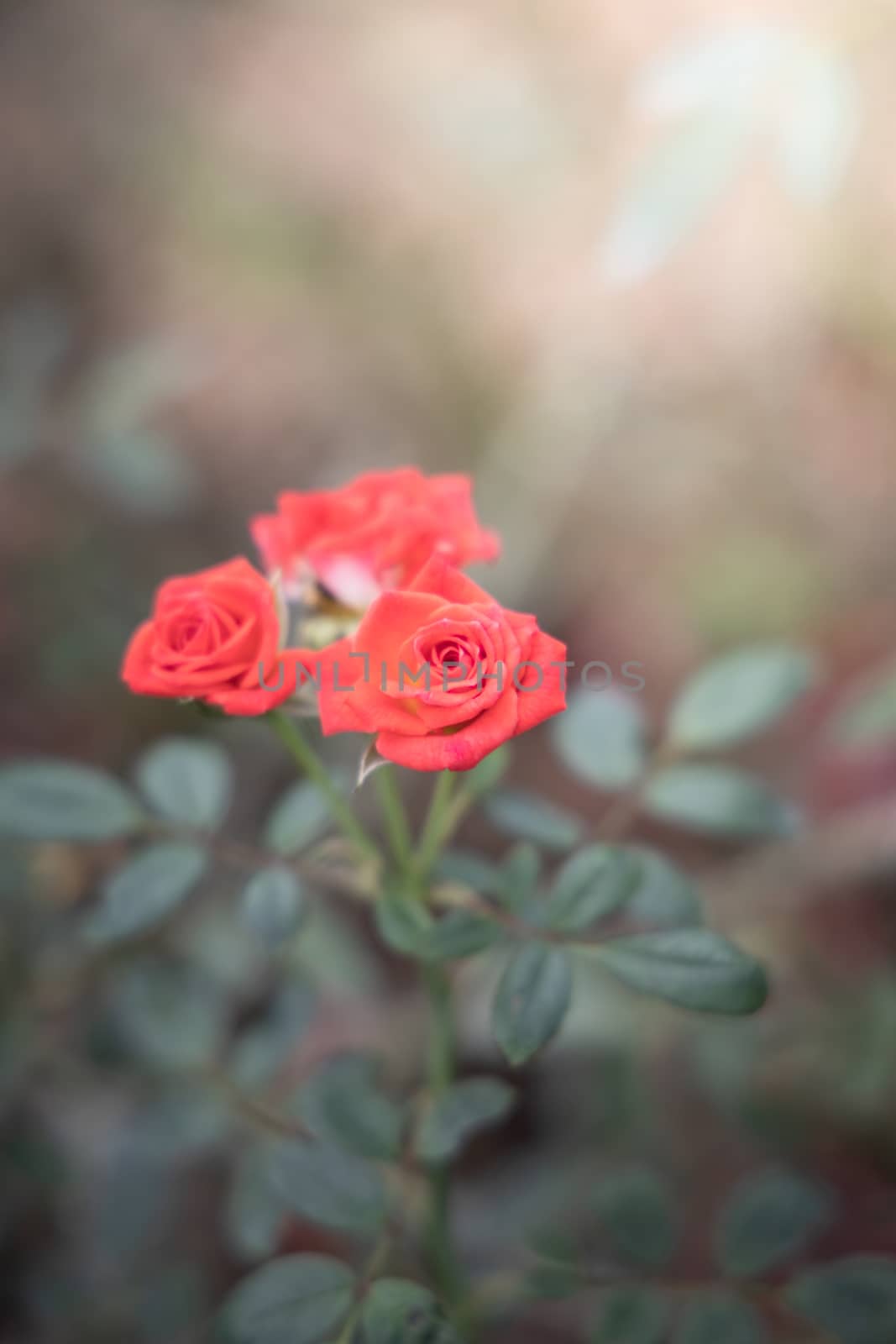 Roses in the garden  by teerawit