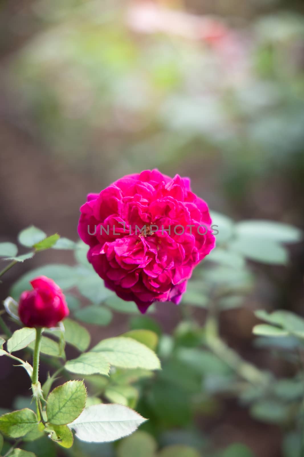 Roses in the garden  by teerawit