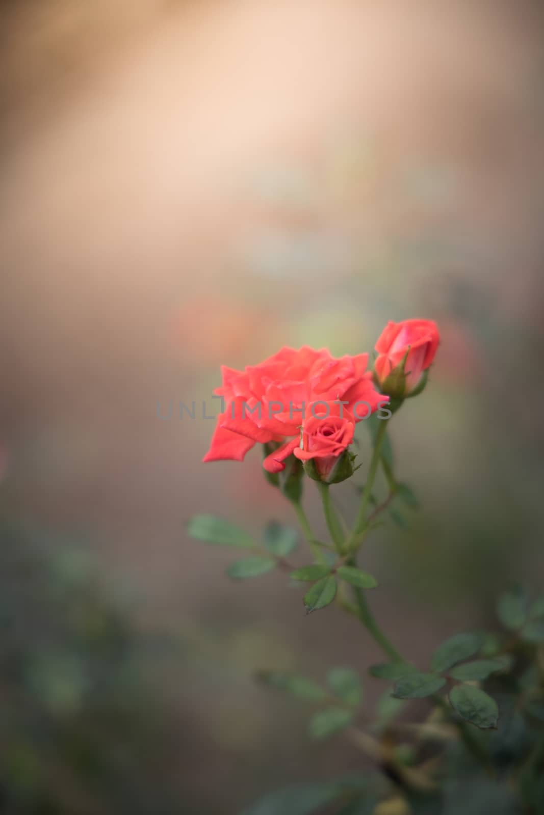 Roses in the garden  by teerawit