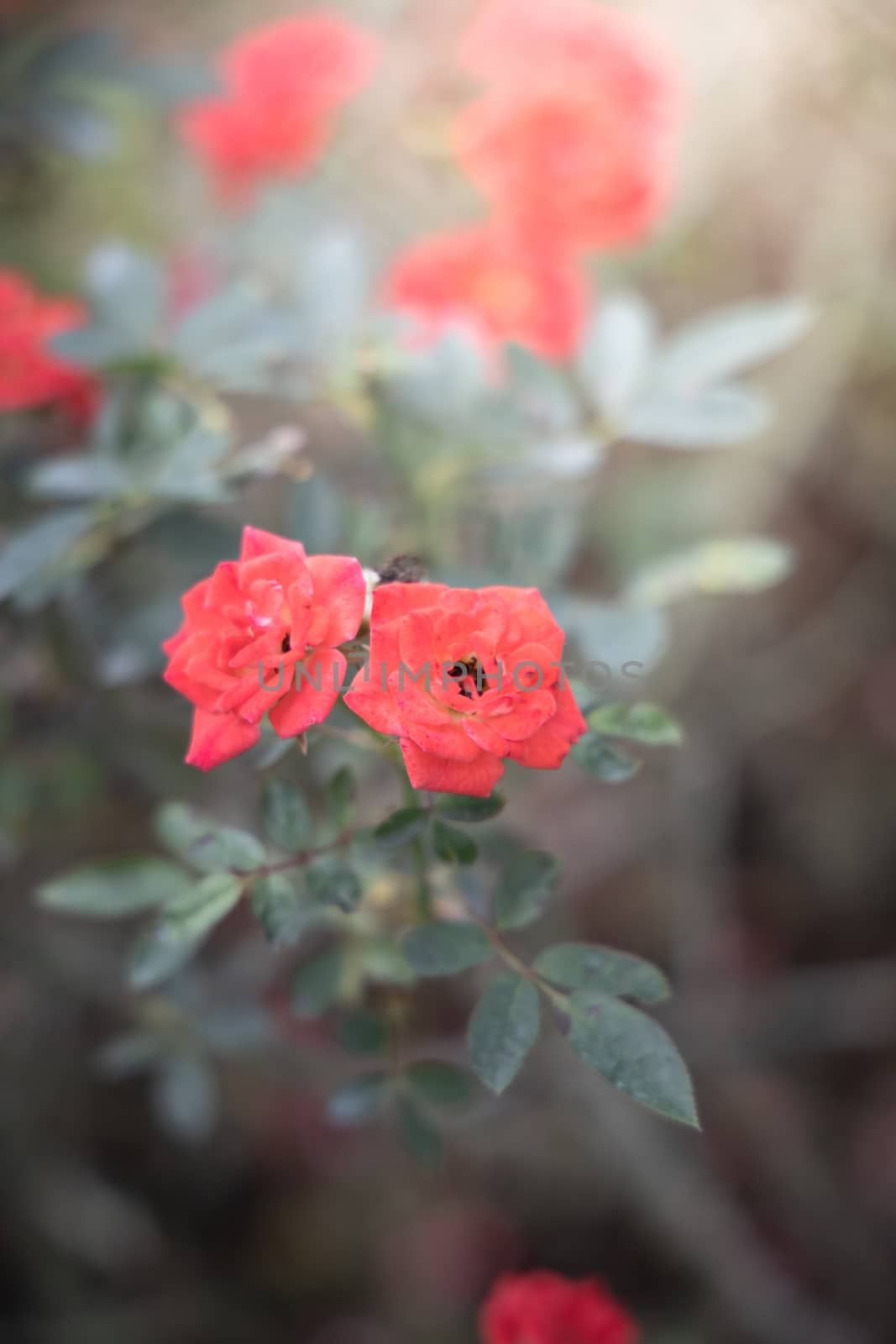 Roses in the garden, Roses are beautiful with a beautiful sunny day.