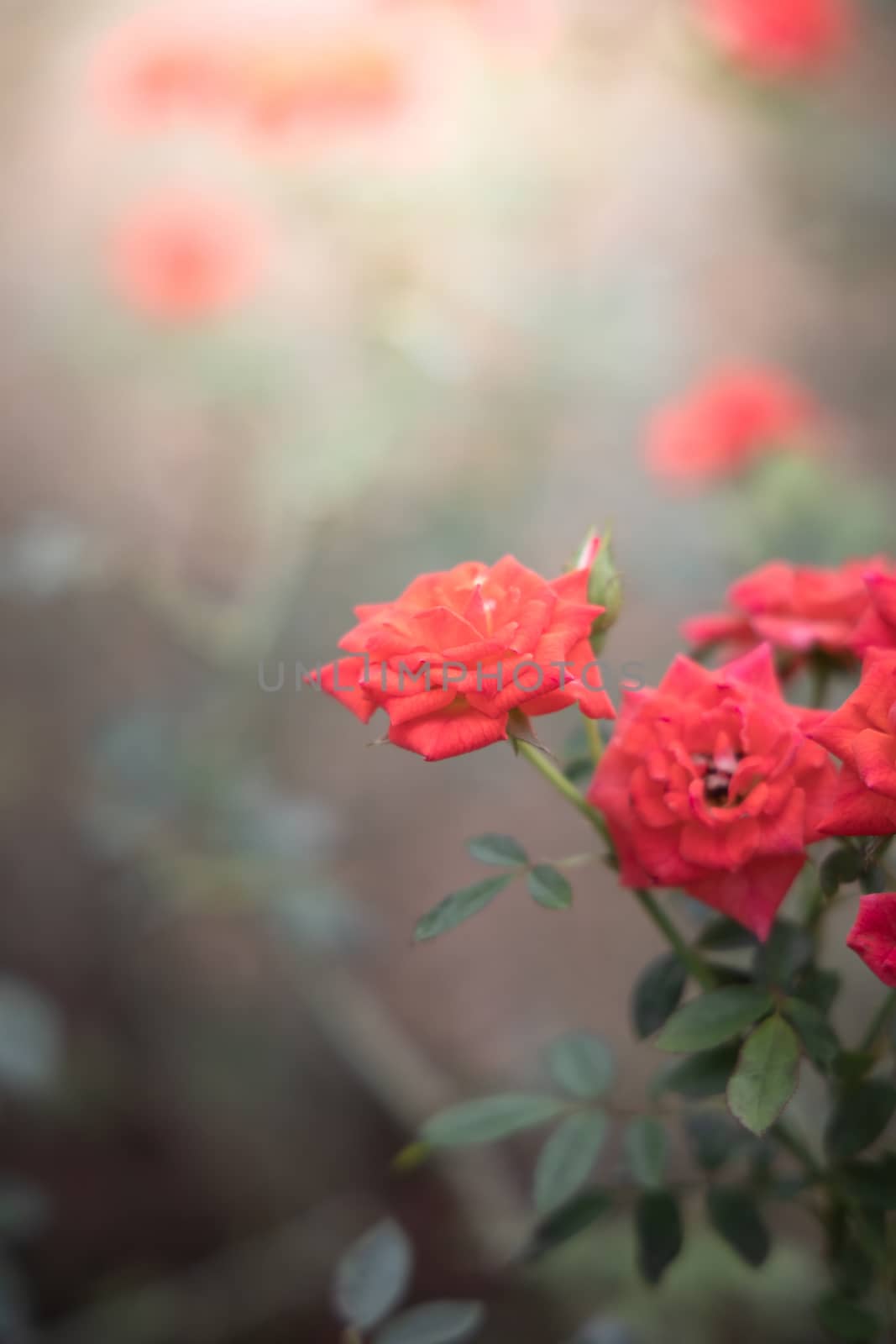 Roses in the garden  by teerawit