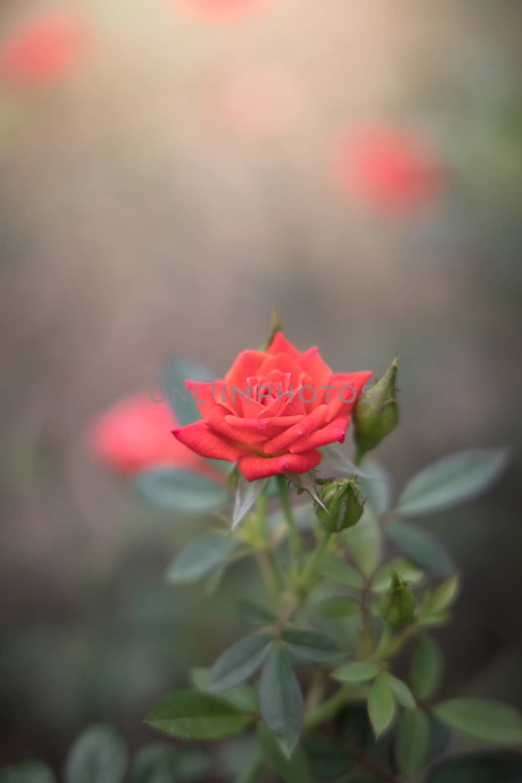 Roses in the garden  by teerawit