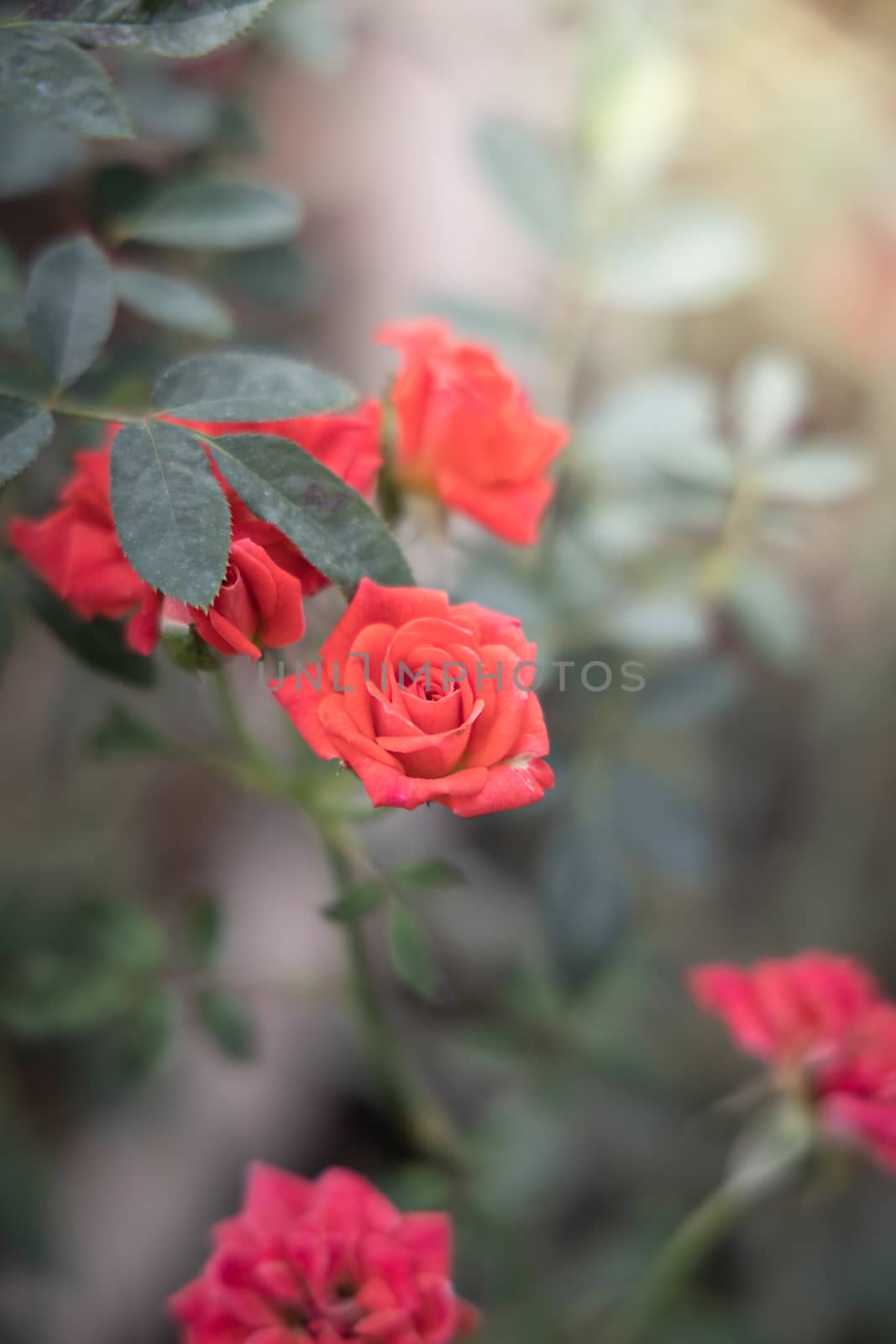 Roses in the garden  by teerawit