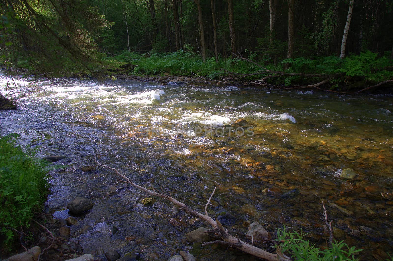 Rapid river flow flowing through the morning forest. Altai, Siberia, Russia.