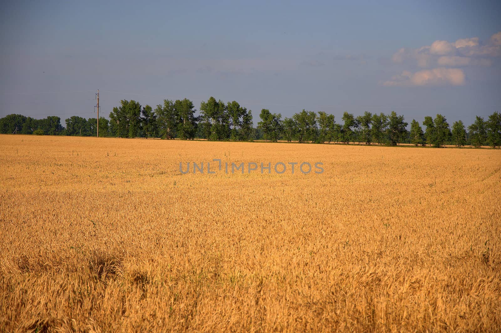 A large field of ripened wheat at the edge of the forest.