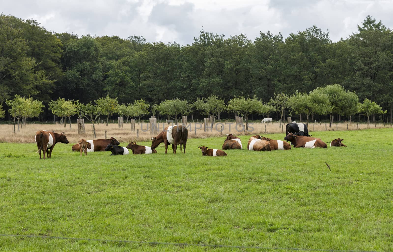 field with dutch belted cows in holland by compuinfoto