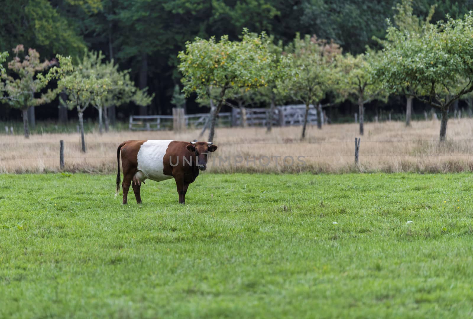 field with one dutch belted cow in holland by compuinfoto