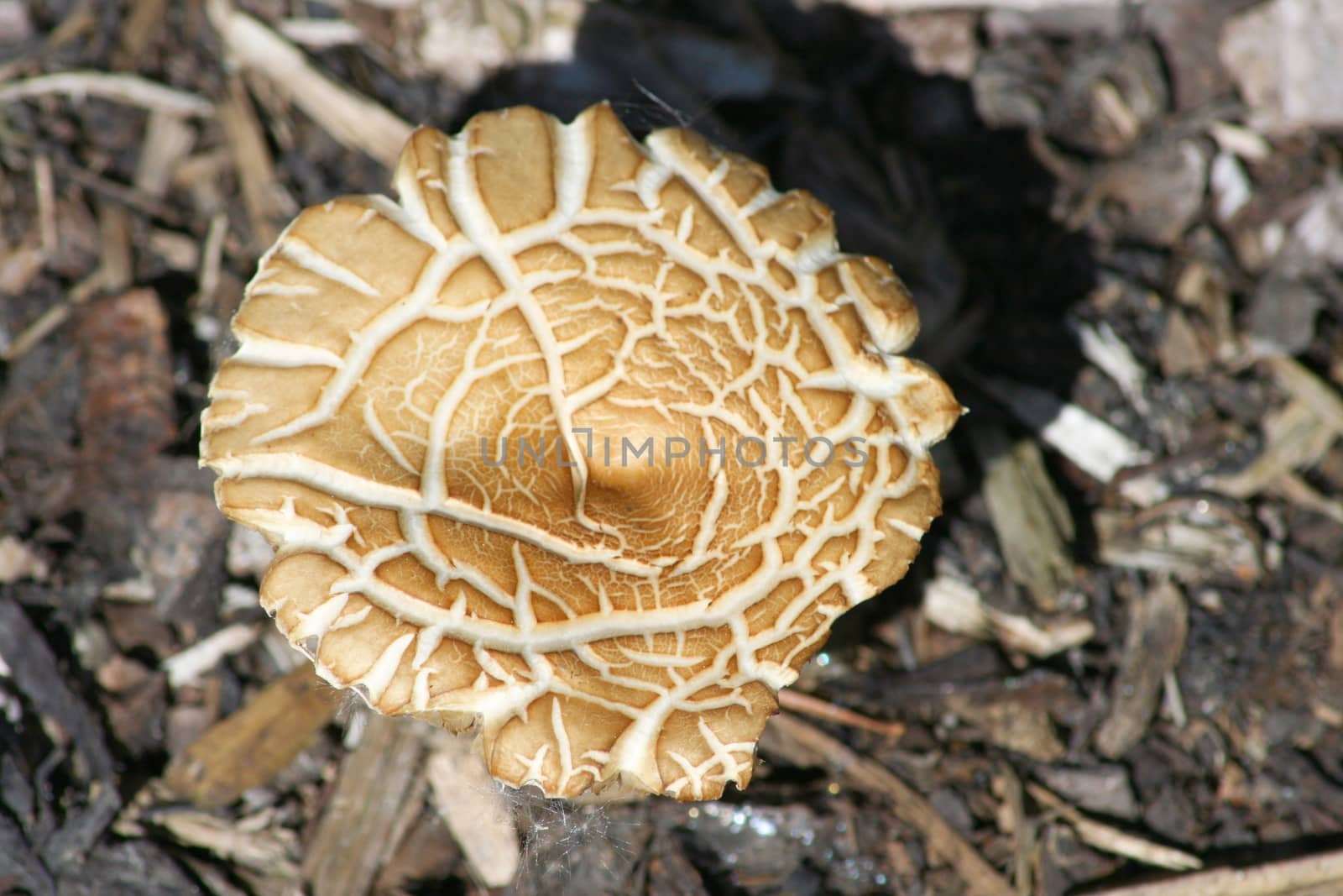 Close-up of a beige mushroom, "Macrolepiota bohemica"  Nahaufnahme von einem Gartenriesenschirmling," Macrolepiota bohemica"