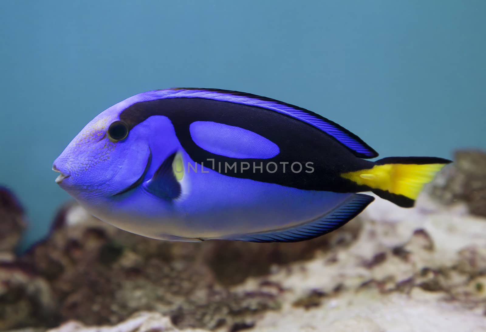 Blue surgeonfish - Paracanthurus hepatus - in an aquarium