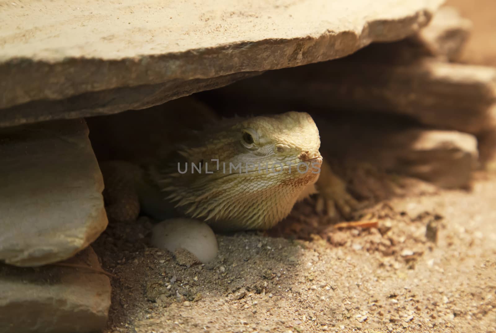 Pogona vitticeps lizard also known as bearded dragon hiding under a rock