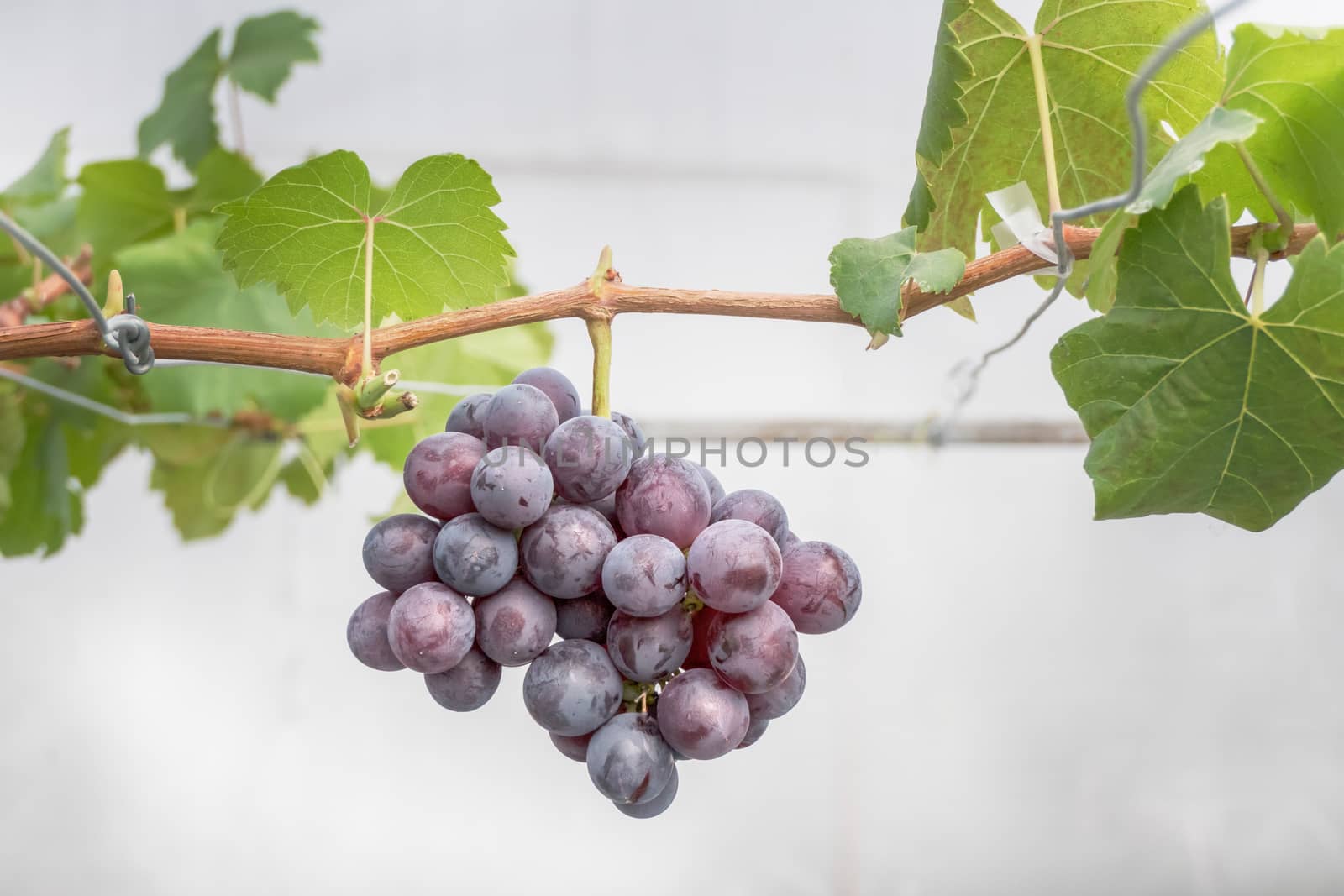 Bunches of ripe grapes before harvest in the vineyard