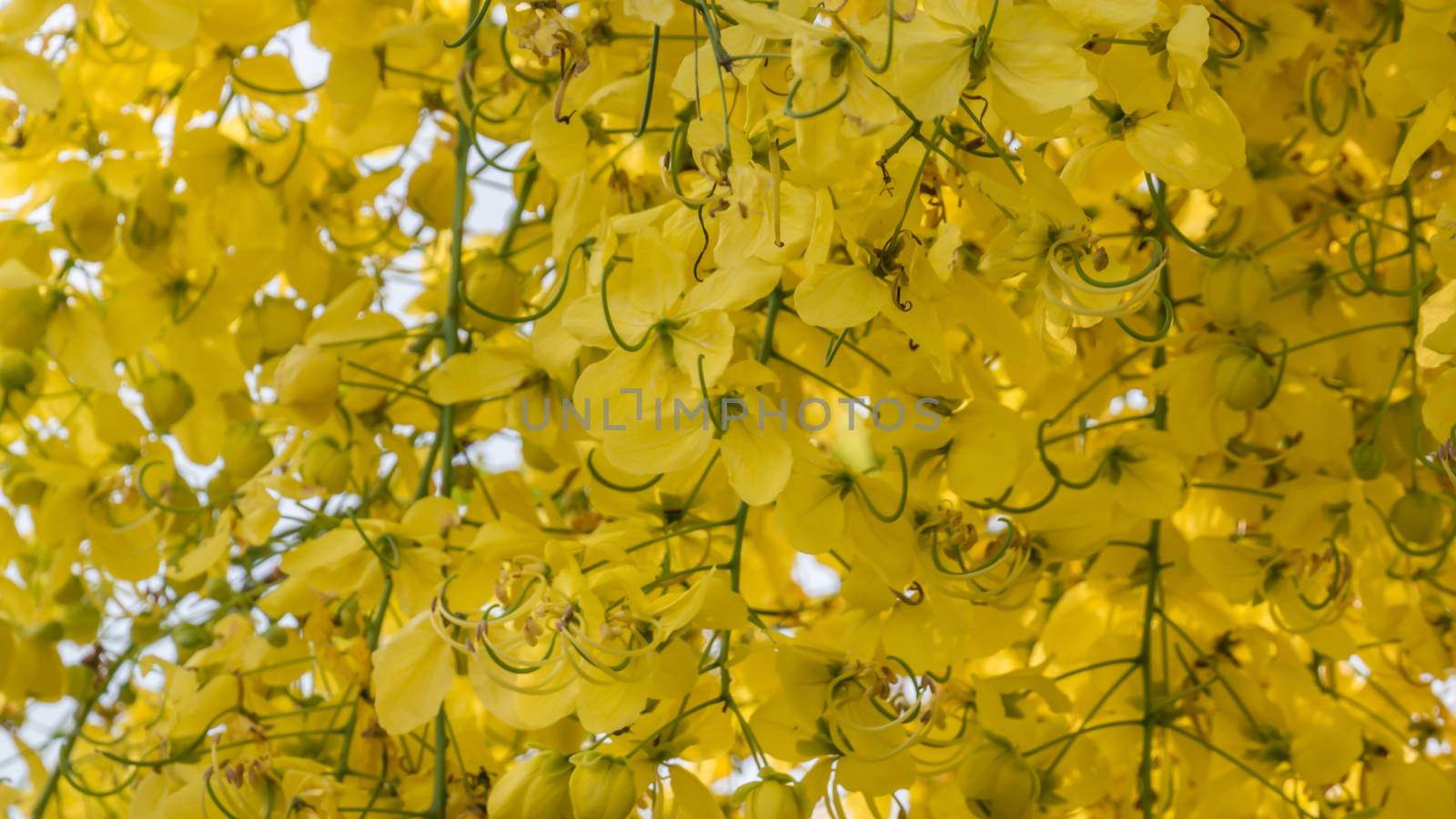 Golden Shower Tree  by rakratchada