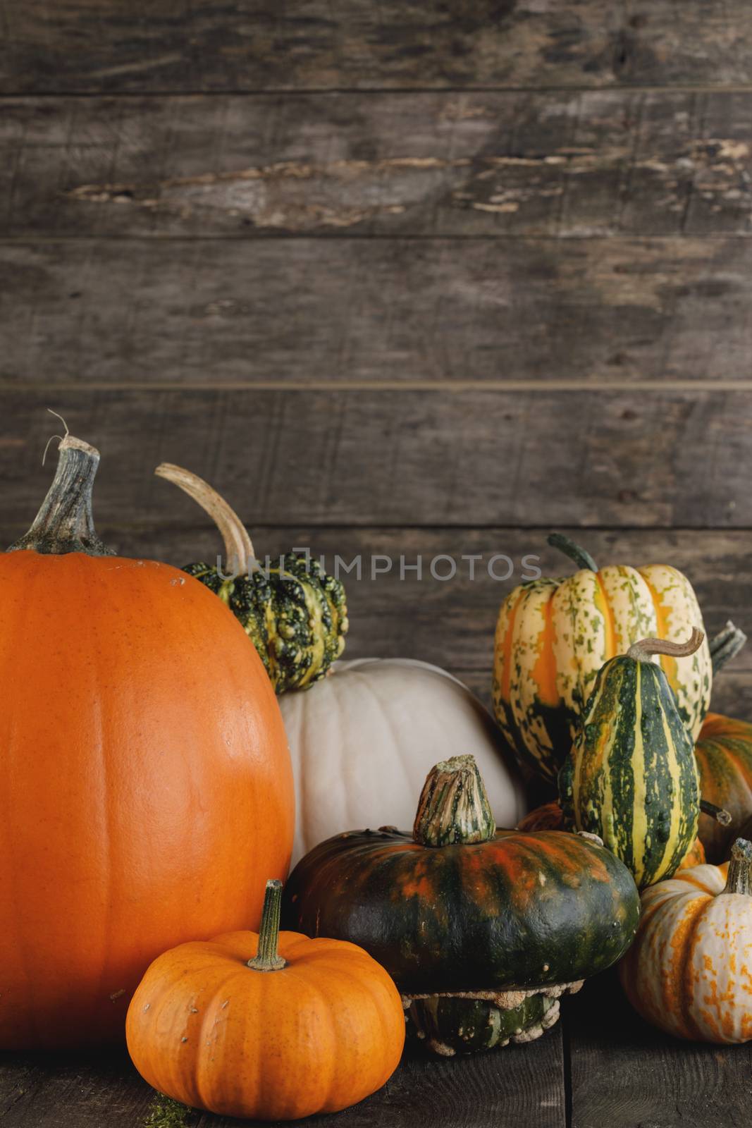 Many orange pumpkins on dark wooden background , Halloween or Thanksgiving day concept